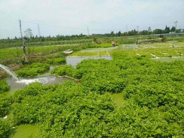 水(shuǐ)芹無土(tǔ)栽培