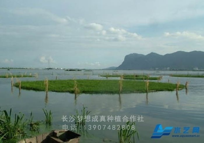 水(shuǐ)上(shàng)立體農業(yè)開(kāi)發