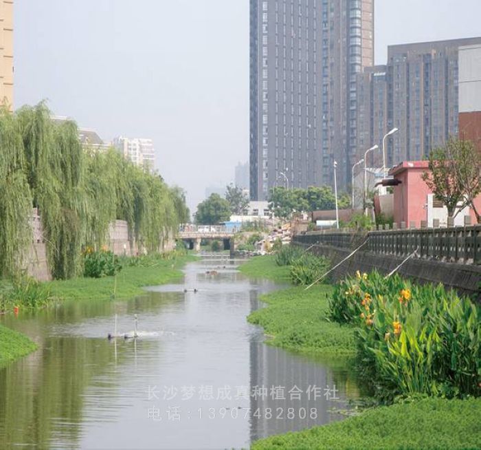 河道治理